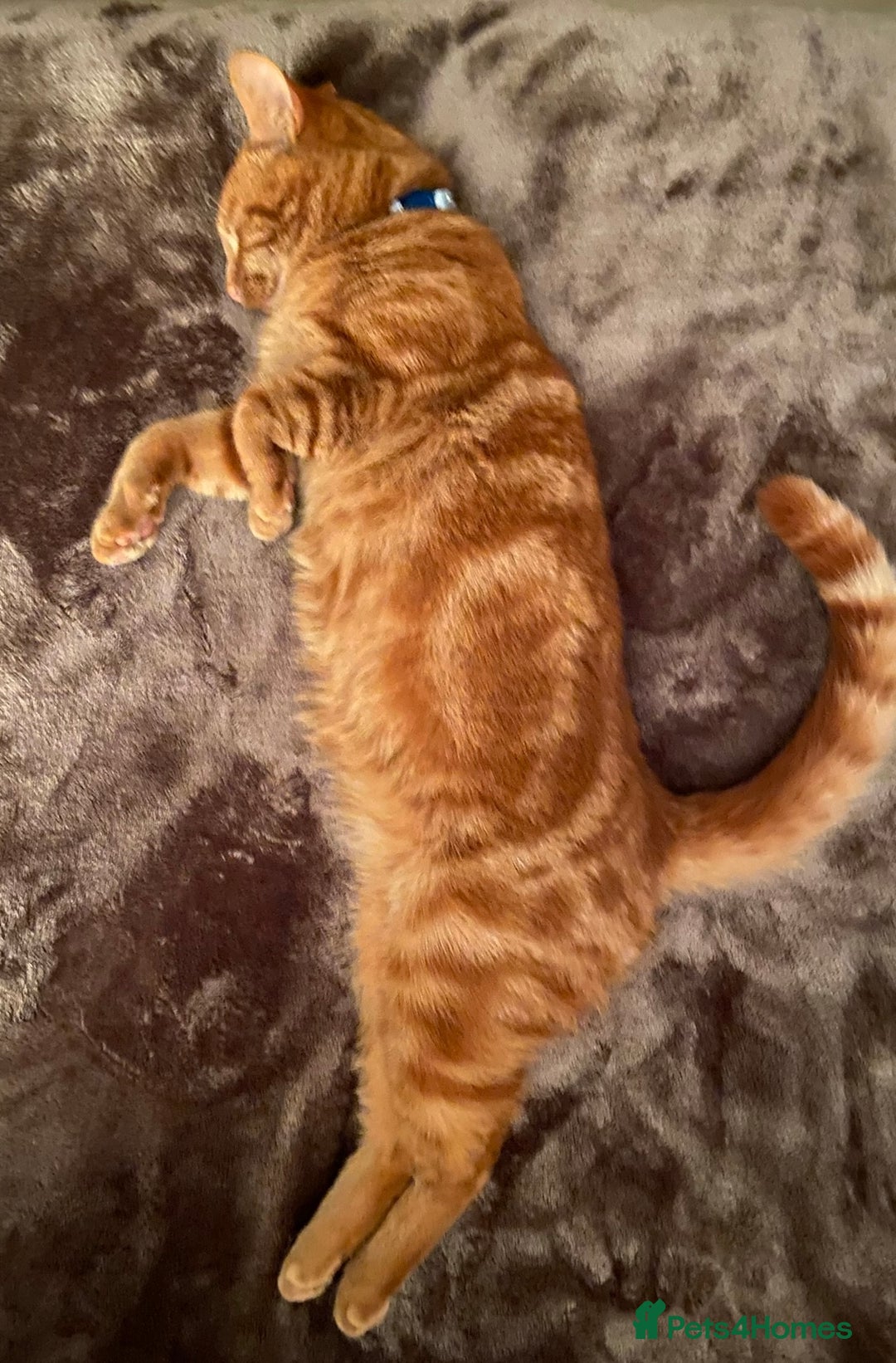Domestic Shorthair cats for sale: Gino- 5 years Loving male ginger tabby - Image 7