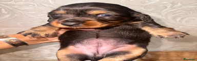 Dachshund 3