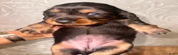Dachshund dogs for sale: Dachshund  - Advert 9