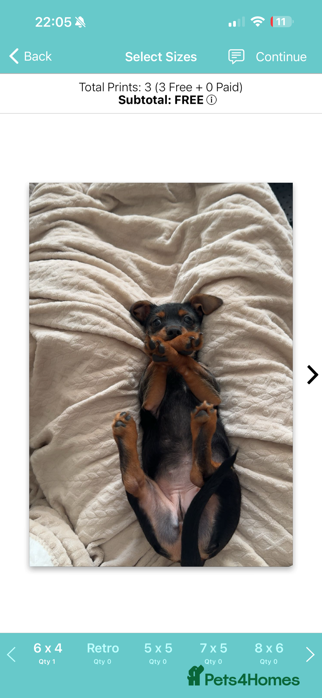 Mixed Breed dogs for sale: Dachshund x jack russell pup - Advert 2