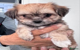 Mixed Breed dogs for sale: Tini Malchi puppies  - Image 2