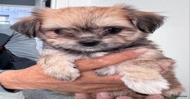 Mixed Breed dogs - Advert 4