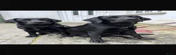 Labrador Retriever dogs for sale: 🖤 Beautiful black Labrador puppies 🖤 - Advert 6