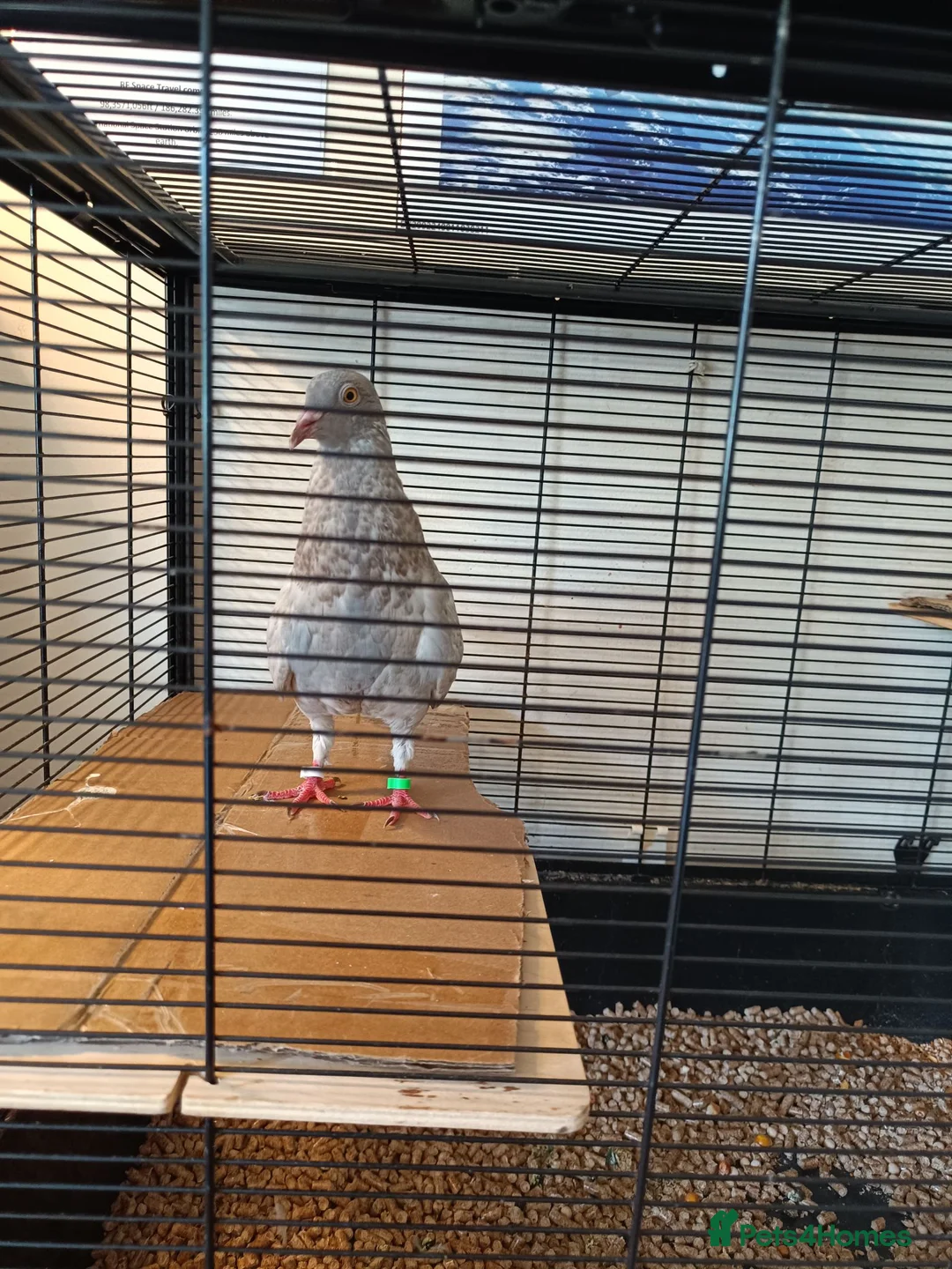 Pigeons birds for sale: Young Male Rock pigeon  - Advert 1