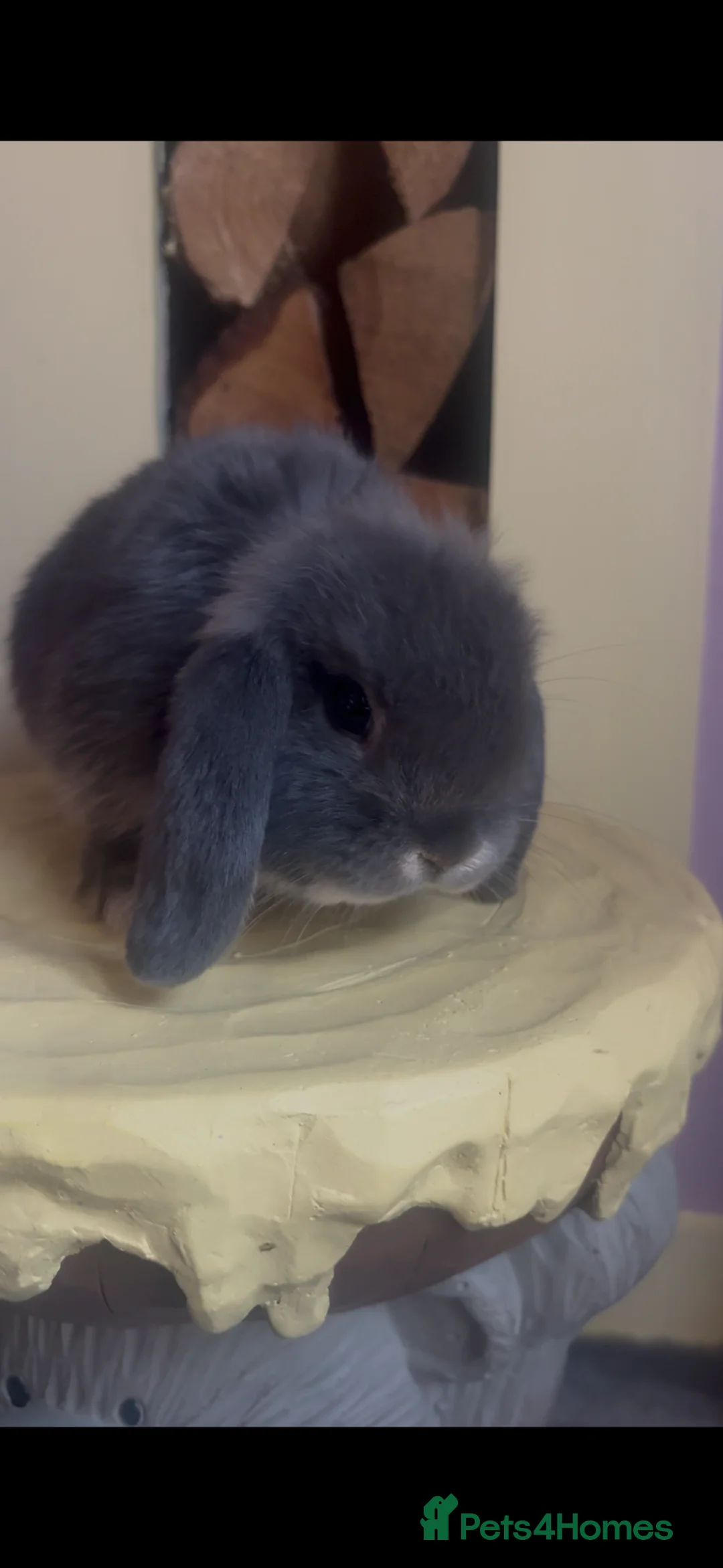 Mini Lop rabbits for sale: Cute Mini Lop Bunnies, Ready for a loving home🐰🩷 in Eastleigh - Advert 2