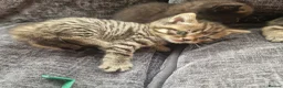 British Shorthair cats for sale: Lovely kittens - Advert 21