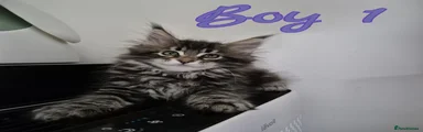 Maine Coon 1