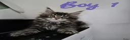 Maine Coon cats for sale: MaineCoon male kittens - Advert 3