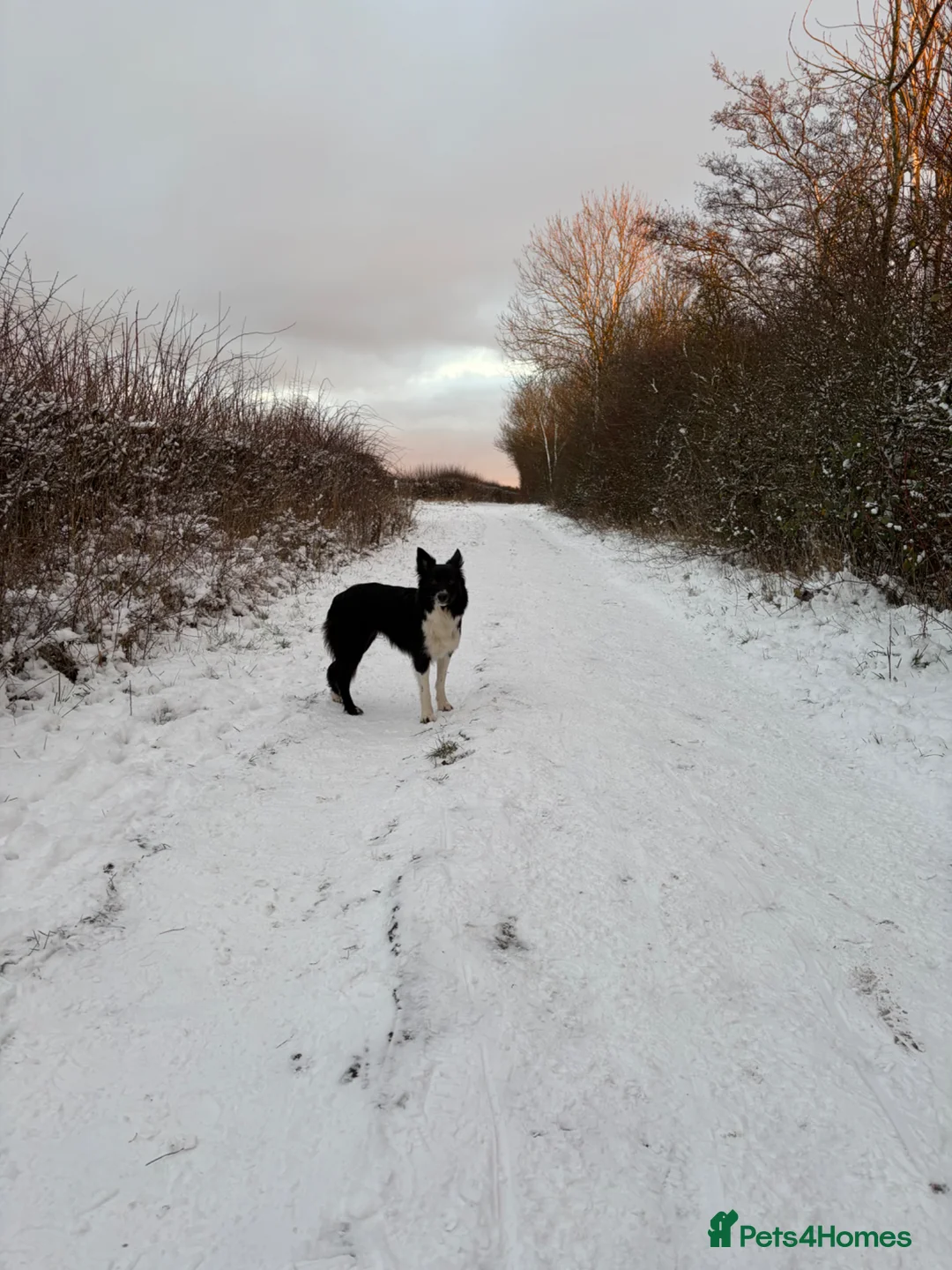 Border Collie dogs for sale: Border collie in Wallsend - Advert 4