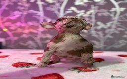 French Bulldog dogs for sale: French bulldog puppy’s - Image 26