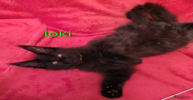 Maine Coon cats XL beautiful Maine coon gccf kittens for sale  - Advert 6