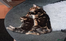 Mixed Breed cats for sale: Mixed bengal - Image 6