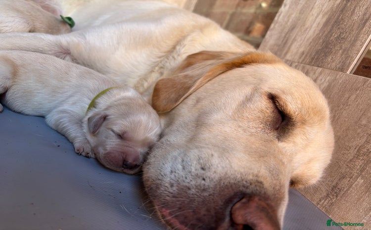 Golden Retriever dogs - Advert 1