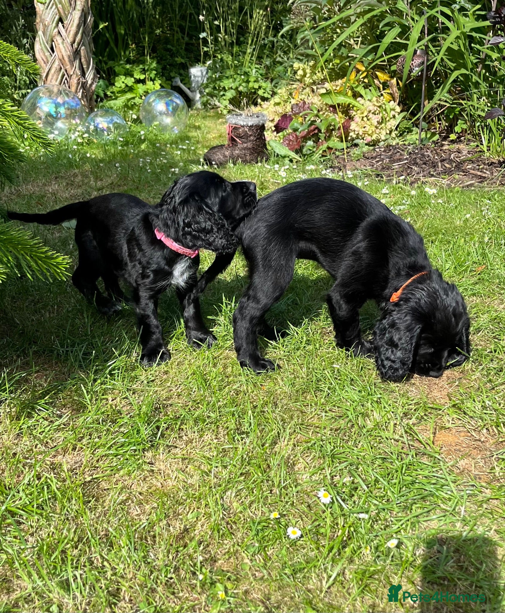 Cocker Spaniel dogs Working Cocker Spaniel Pups - Advert 1