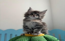 Maine Coon cats for sale: Tica registered kittens - Image 10