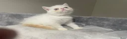 Exotic cats for sale: Red tabby colour point kittens mum grand champion  - Advert 7
