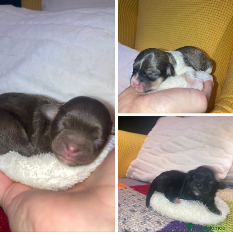 Shihpoo dogs Toy Shihpoo puppies  - Advert 3