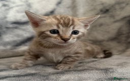Bengal cats for sale: 🏡Gorgeous Bengal Kittens–Ready for Reservation 🐾 - Image 5