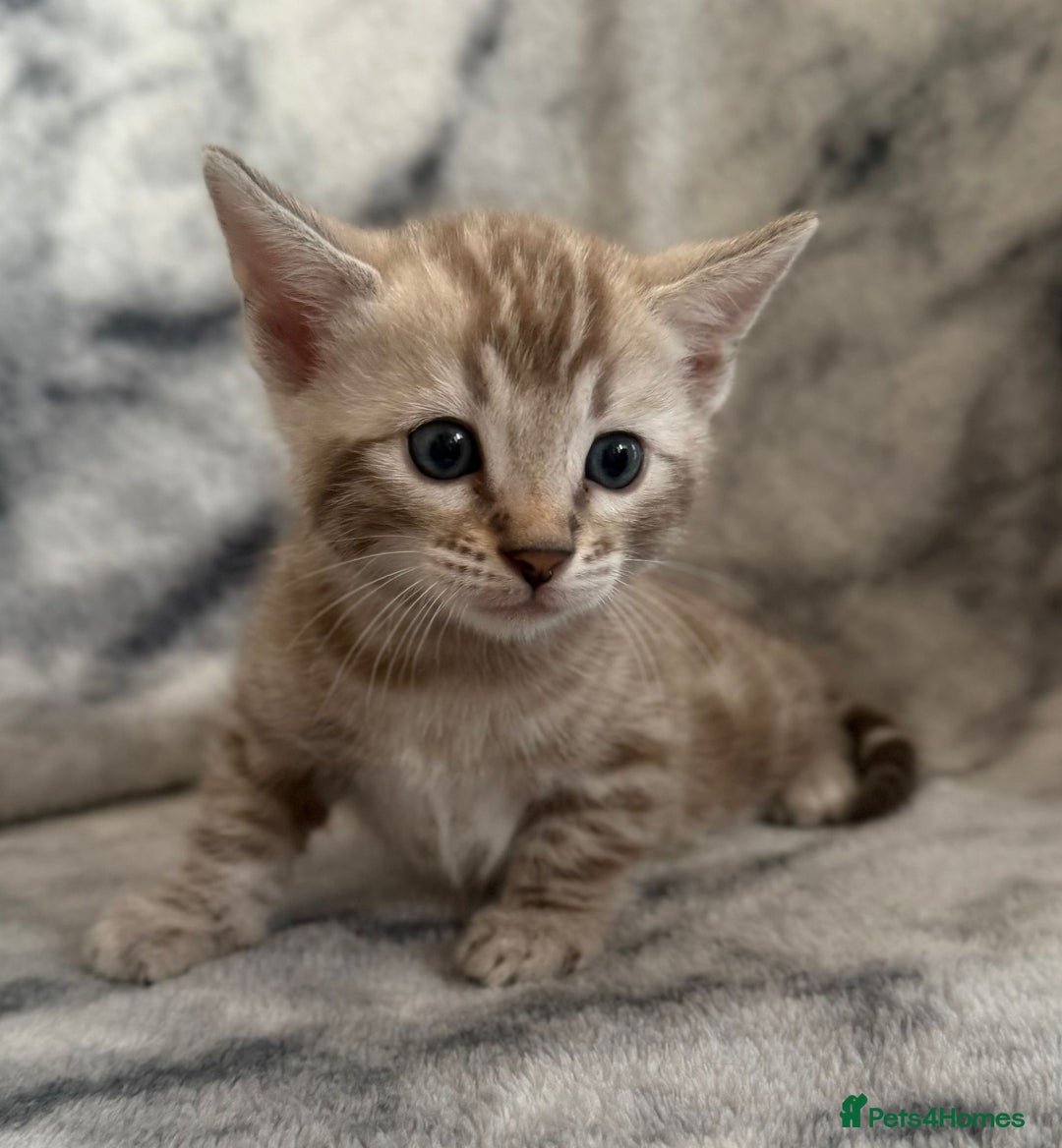 Bengal cats for sale: 🏡Gorgeous Bengal Kittens–Ready for Reservation 🐾 - Image 5