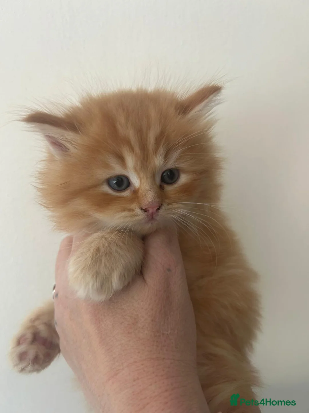 Perdoll cats for sale: 2 male fluffy perdolls kittens in Tredegar - Advert 2