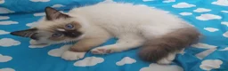 Ragdoll cats for sale: RAGDOLLS SEAL POINT BICOLOUR GIRLS BLUE EYES  - Advert 8