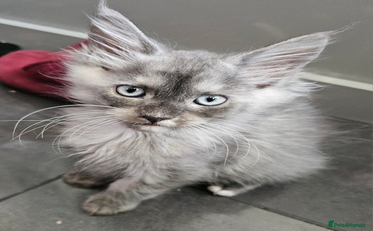 Maine Coon cats - Advert 13