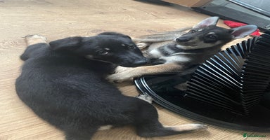 German Shepherd dogs - Advert 11