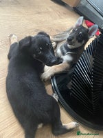 German Shepherd dogs - Advert 11