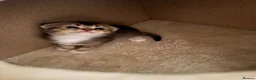 Scottish Fold cats for sale: Scottish fold x Scottish straight  - Advert 6