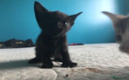 Mixed Breed cats for sale: Very frendly kittens - Image 4