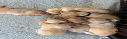 Labrador Retriever dogs for sale: K.C.Reg Superb Labrador Puppies - Advert 20