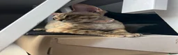 Devon Rex cats for sale: Our beautiful Devon Rex kittens are ready to move  - Advert 12