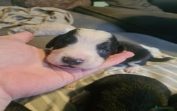 Sprollie dogs for sale: Sprollies - Image 17