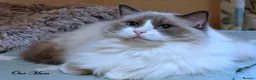 Ragdoll cats for sale: Quality GCCF Reg Ragdoll Kittens Ready Now - Advert 11
