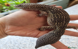 Gecko reptiles for sale: Crested and Leopard geckos available - Advert 3