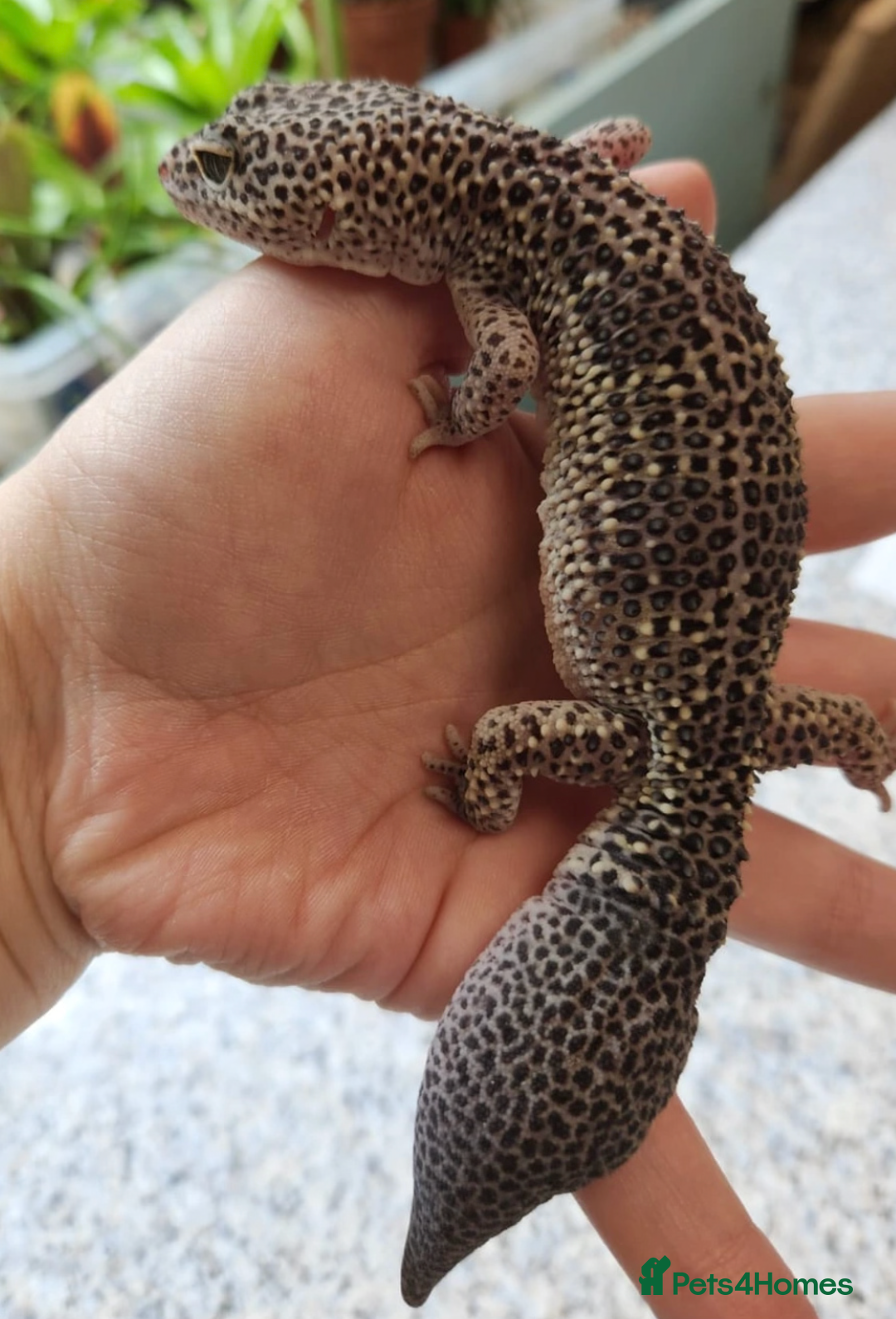 Gecko reptiles for sale: Crested and Leopard geckos available - Advert 3