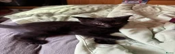 Mixed Breed cats for sale: 3 Adorable kittens ready to leave very soon - Advert 5