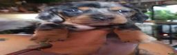Dachshund dogs for sale: 2 Smooth Haired Dachsunds - Advert 3