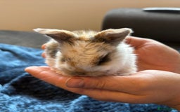 Mini Lop rabbits for sale: Pure Bred Mini Lop babies - Advert 24