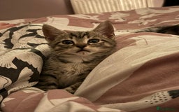 Mixed Breed cats for sale: Kittens 😸 MaineCoon x kittens READY TODAY ❤️😸🐈 - Image 29