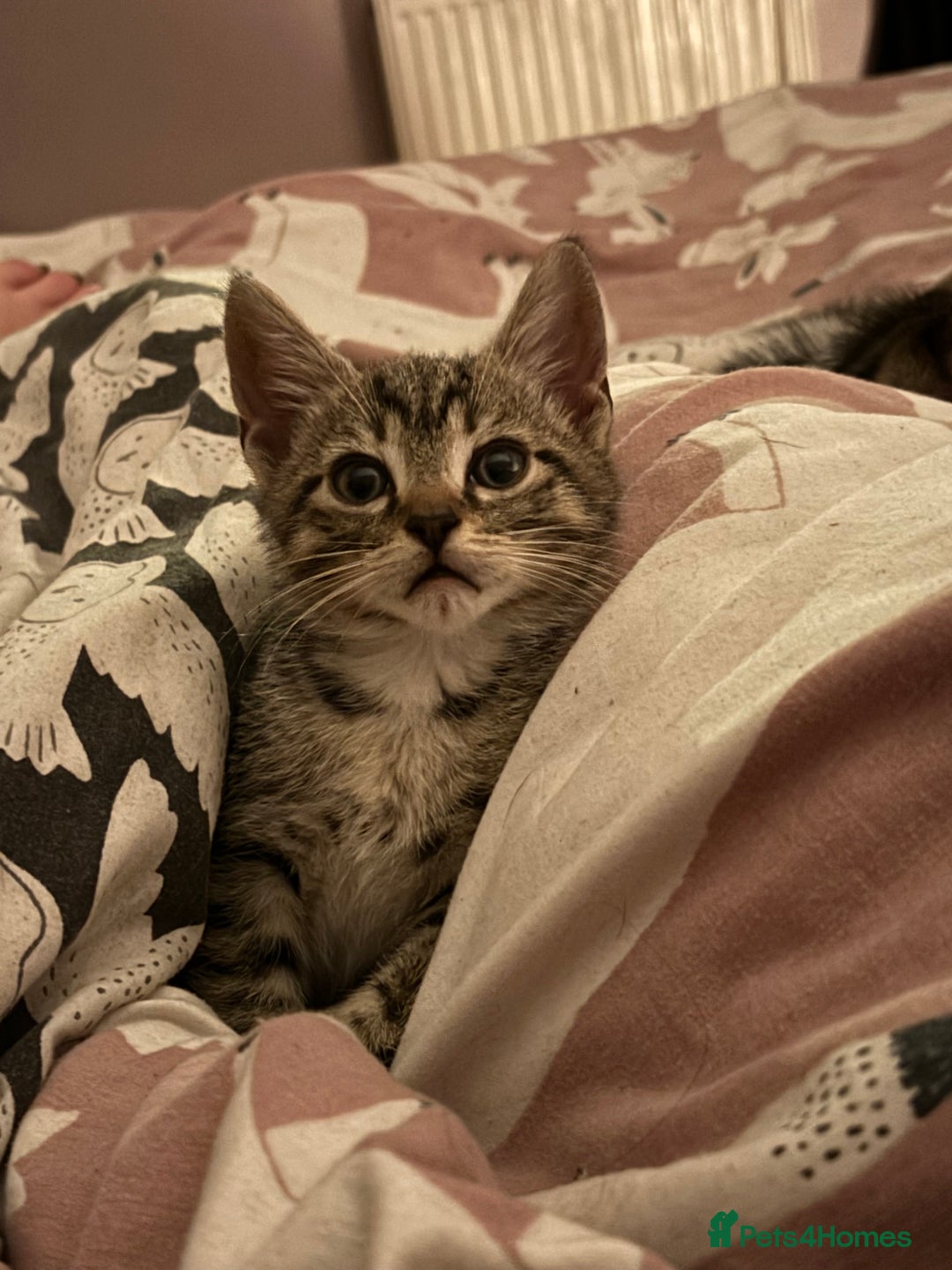 Mixed Breed cats for sale: Kittens 😸 MaineCoon x kittens READY TODAY ❤️😸🐈 - Image 29