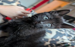 Domestic Shorthair cats for sale: Tabby kittens - Image 2