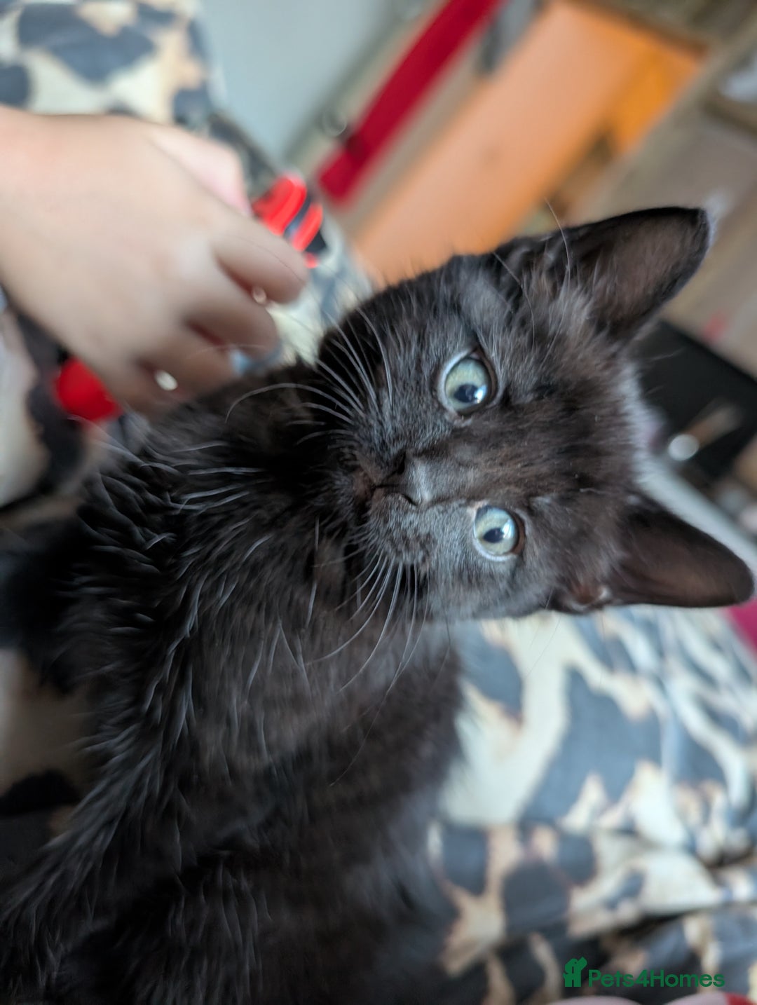 Domestic Shorthair cats for sale: Tabby kittens - Image 2