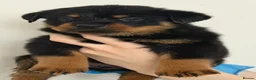 Rottweiler dogs for sale: Only 4 Beautiful Rottweiler Pups Ready in 2 weeks  - Advert 37