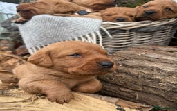 Labrador Retriever dogs for sale: Stunning litter of KC fox red labradors  - Advert 5