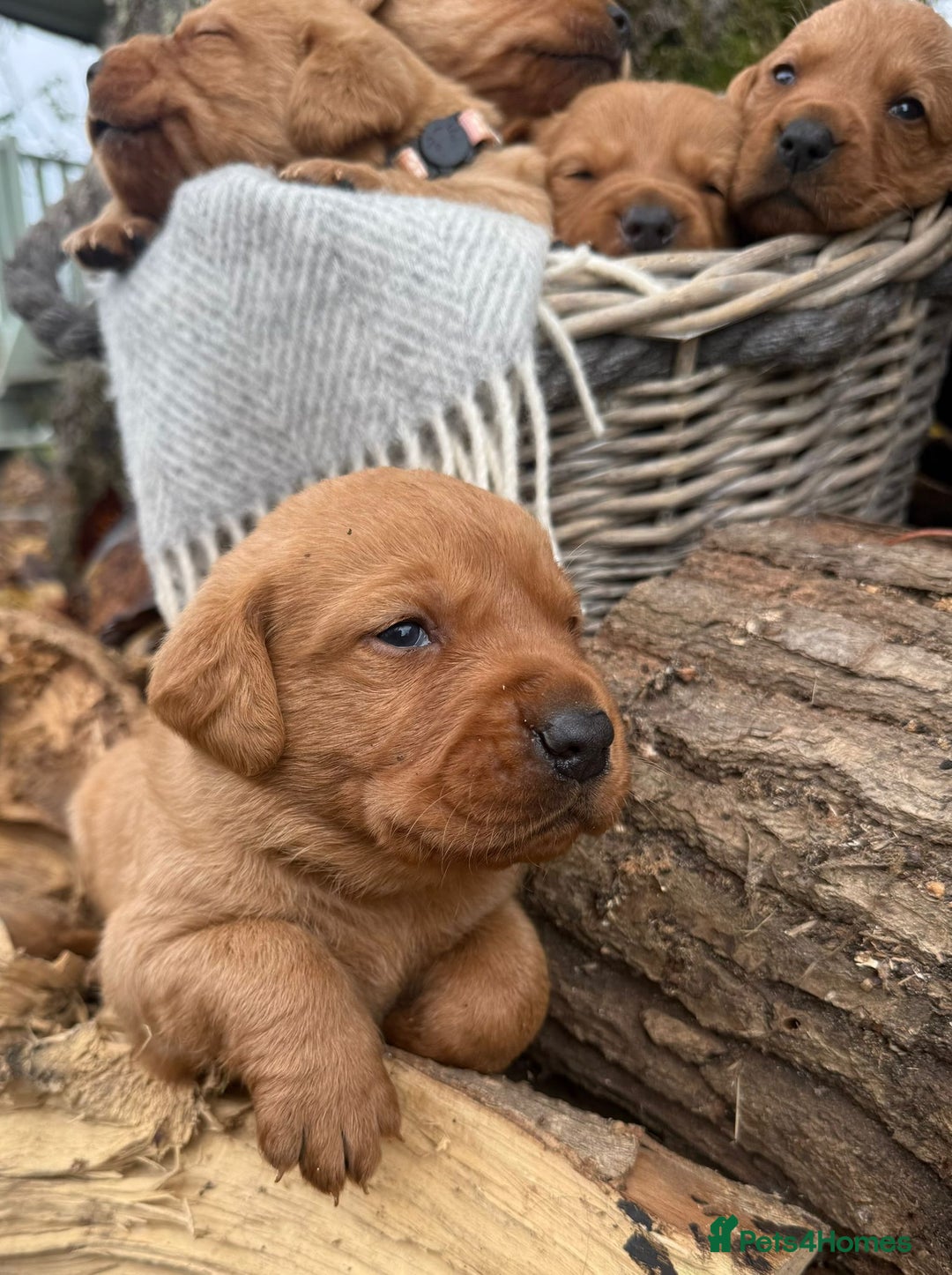 Labrador Retriever dogs for sale: Stunning litter of KC fox red labradors  - Advert 5