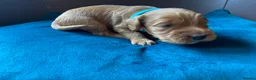 Cocker Spaniel dogs for sale: Beautiful Cockerspaniel Puppies For Sale - Advert 3