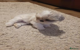 Shih Tzu dogs for sale: Ready now 🥰 Last Imperial ShihTzu Lavender Girl.  - Image 13