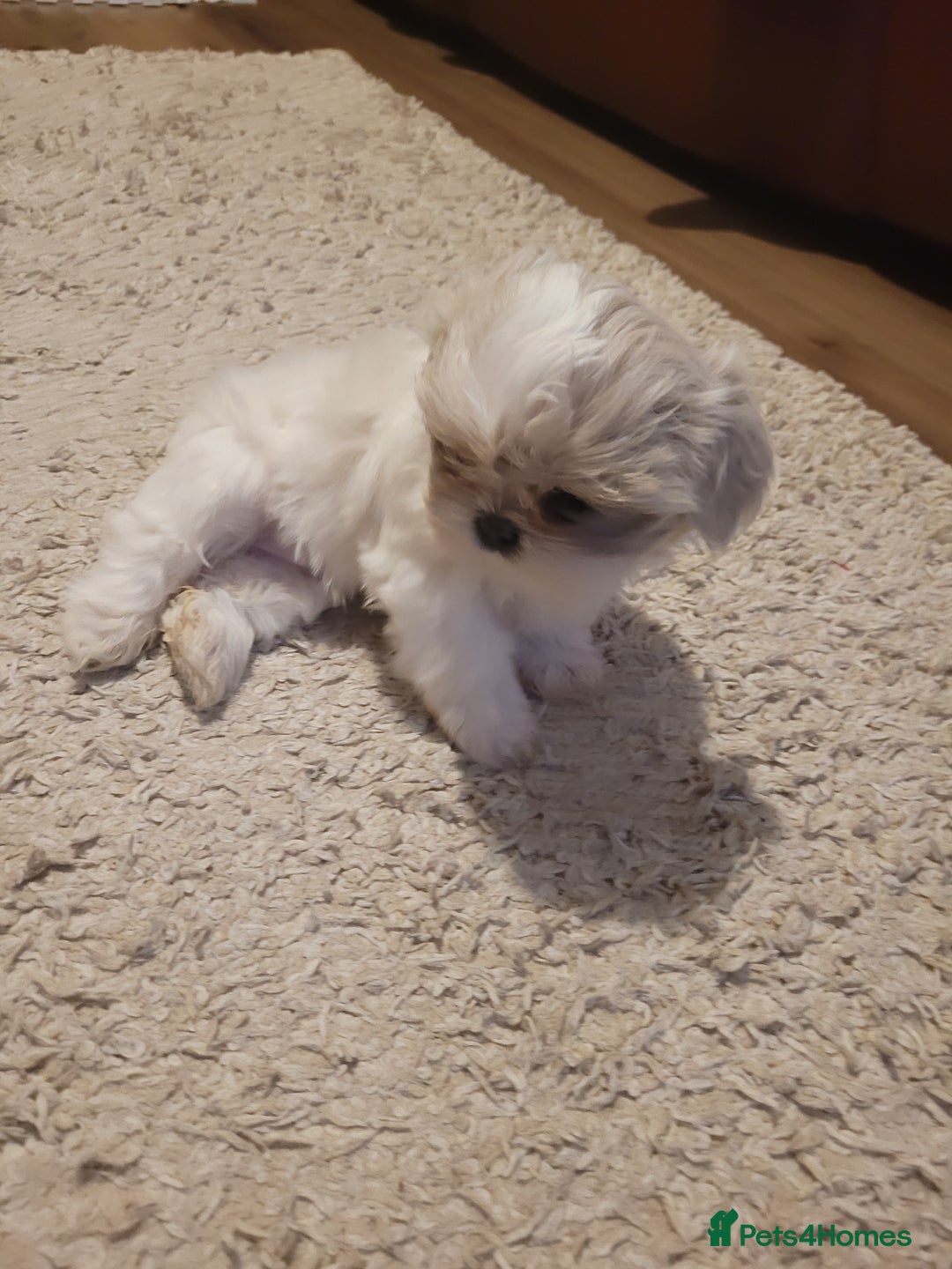Shih Tzu dogs for sale: Ready now 🥰 Last Imperial ShihTzu Lavender Girl.  - Image 13