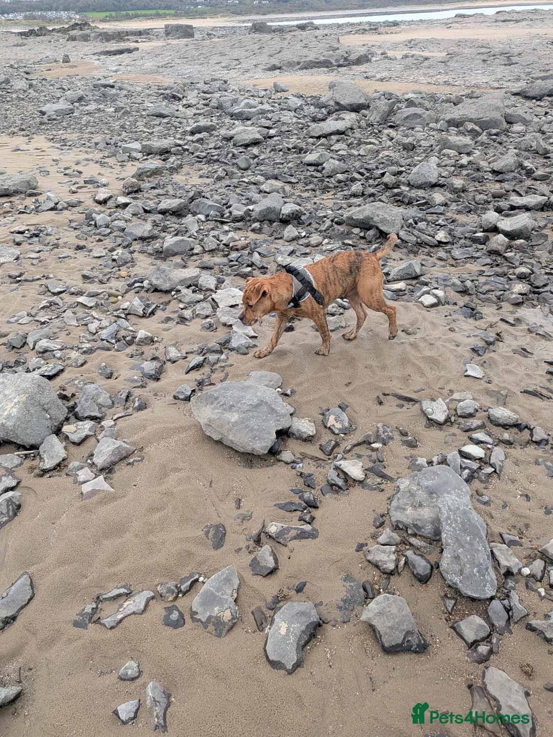 Mixed Breed dogs for sale: Male year old cross bulldog  - Advert 4